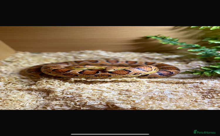 Corn Snake reptiles - Advert 22