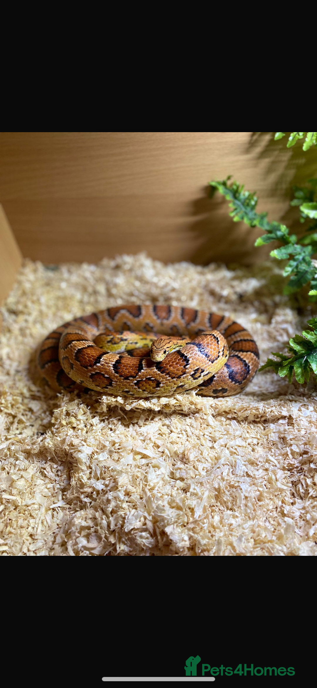 Corn Snake reptiles for sale: Corn snake  - Image 1
