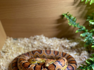Corn Snake reptiles - Advert 1