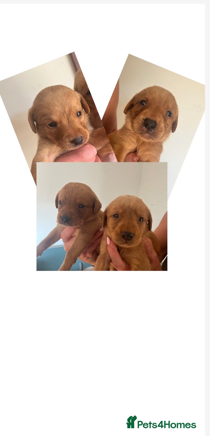 Labrador Retriever dogs DARK FOX RED KC LAB PUPS HEALTH TESTED 5* BREEDER - Advert 10