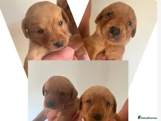 Labrador Retriever dogs DARK FOX RED KC LAB PUPS HEALTH TESTED 5* BREEDER - Advert 10