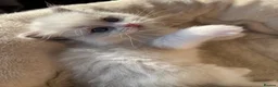 Ragdoll cats for sale: Outstanding reg female bicolour ragdoll kitten  in London - Advert 9