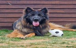 German Shepherd dogs for sale: German shepherd puppies KC register  - Image 7