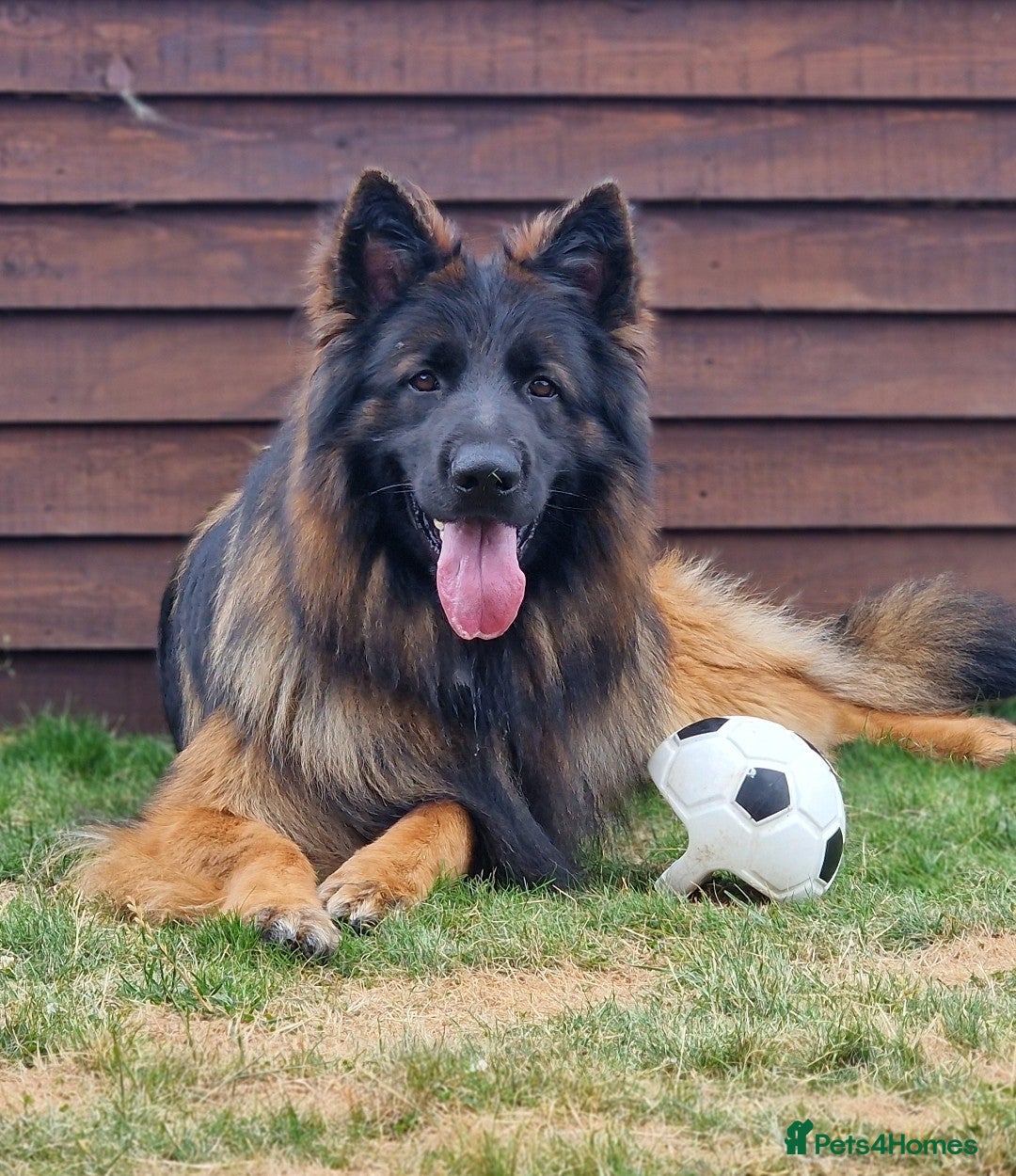 German Shepherd dogs for sale: German shepherd puppies KC register  - Image 7
