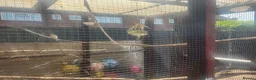 Canaries birds for sale: Canaries for sale  in Stoke-on-Trent - Advert 1
