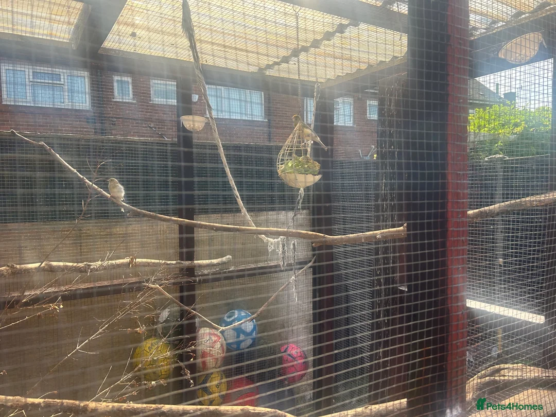 Canaries birds for sale: Canaries for sale  in Stoke-on-Trent - Advert 1