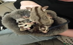 Sugar Glider rodents for sale: Male and female whiteface x £200 each. - Image 4