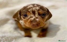 Miniature Dachshund dogs for sale: Mini Dachshund KC Reg -  ONLY 3 MALE PUPS LEFT!  - Advert 13