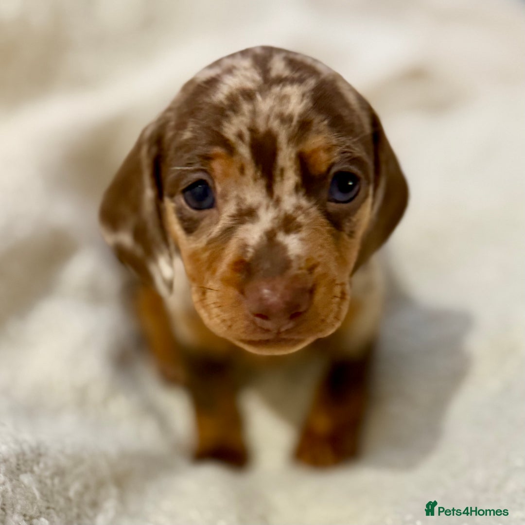 Miniature Dachshund dogs for sale: Mini Dachshund KC Reg -  ONLY 3 MALE PUPS LEFT!  - Advert 13