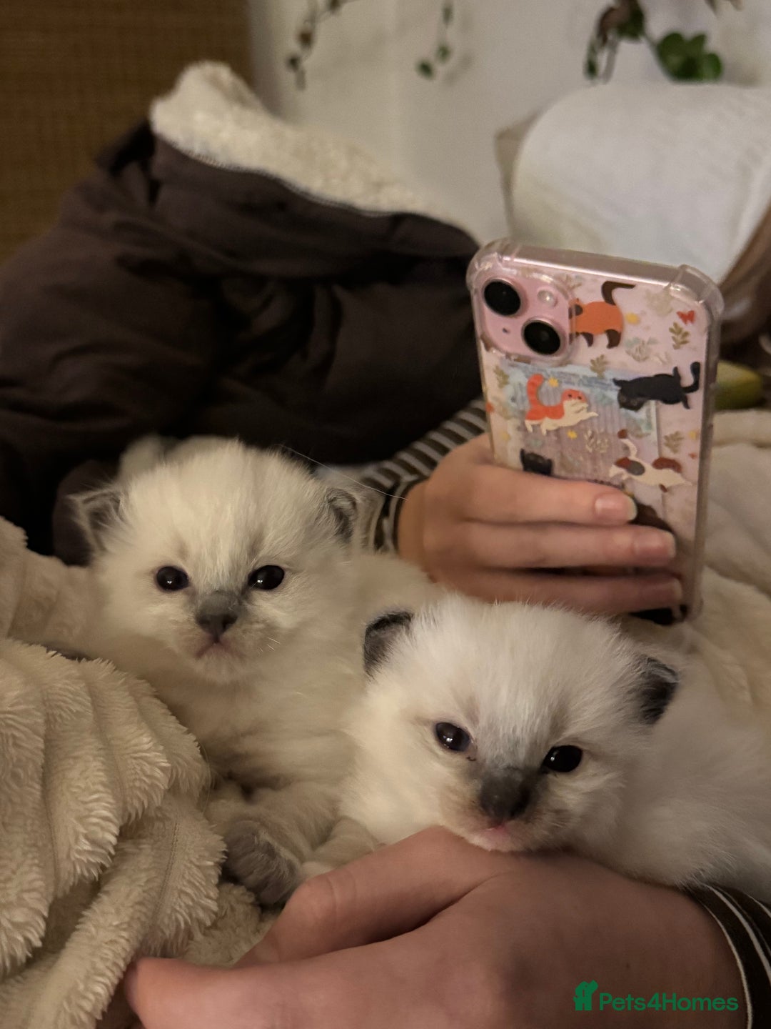 Ragdoll cats for sale: Last mitted Ragdoll boy available  - Advert 13