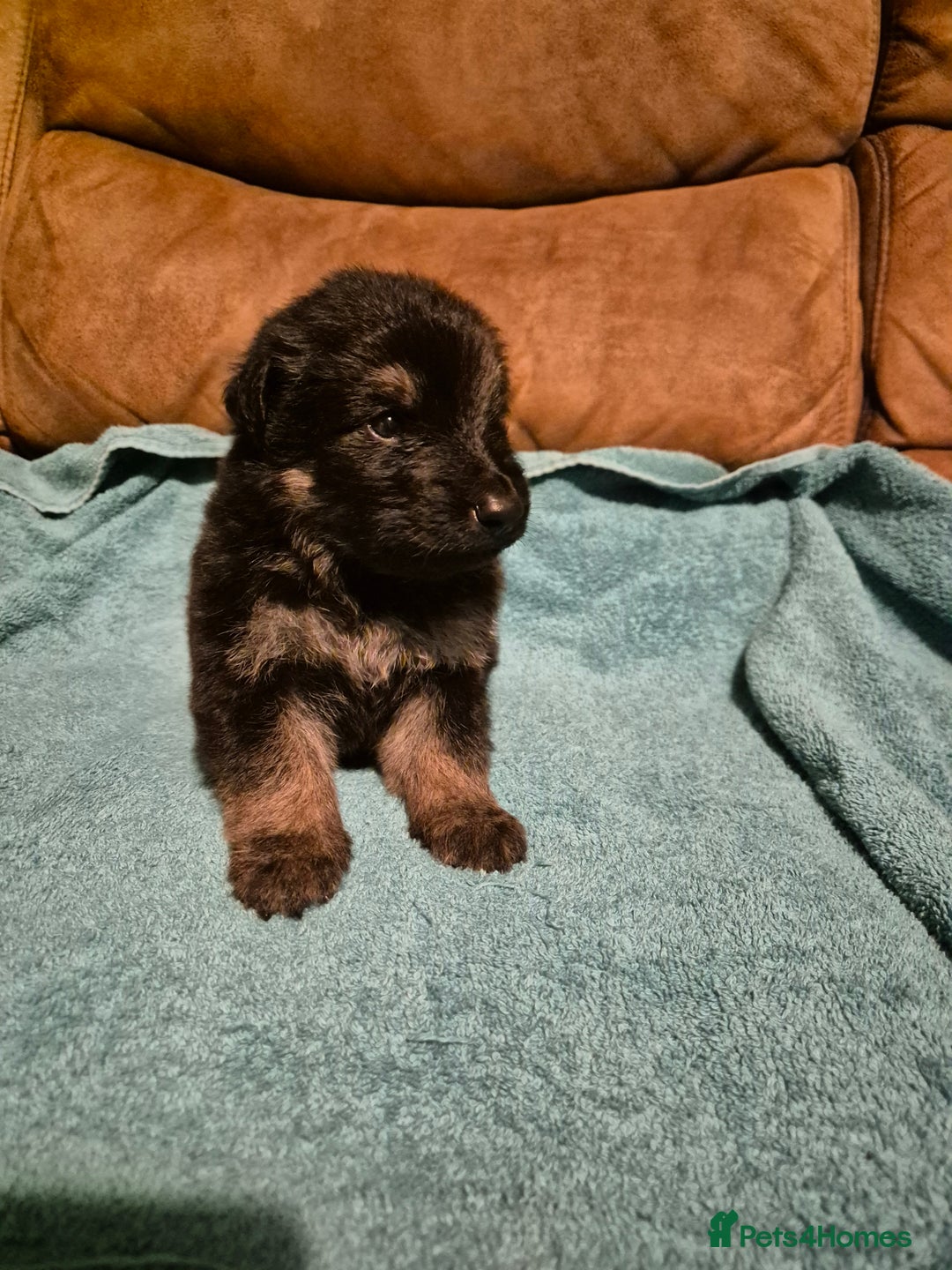 German Shepherd dogs for sale: KC German Shepherd Puppies Blue, White & Black/Tan - Image 15
