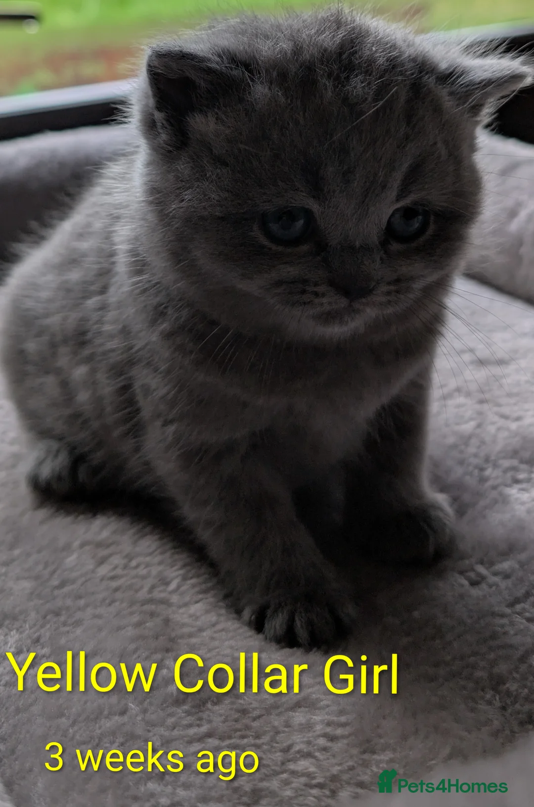 British Shorthair cats for sale: 🐾 Stunning Blue British Longhair & Shorthair  - Advert 19