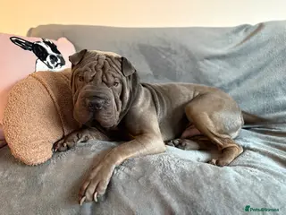 Shar Pei dogs Male sharpei for sale - Advert 7