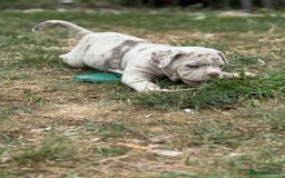 Mixed Breed dogs for sale: Beautiful lilac cane Corso x bulldog pups  - Image 22