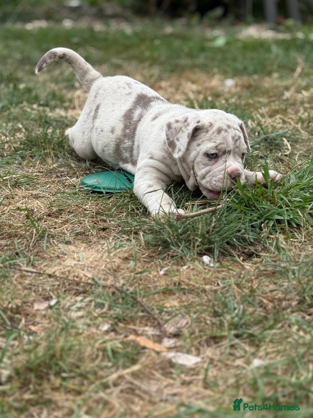 Mixed Breed dogs for sale: Beautiful lilac cane Corso x bulldog pups  - Image 22