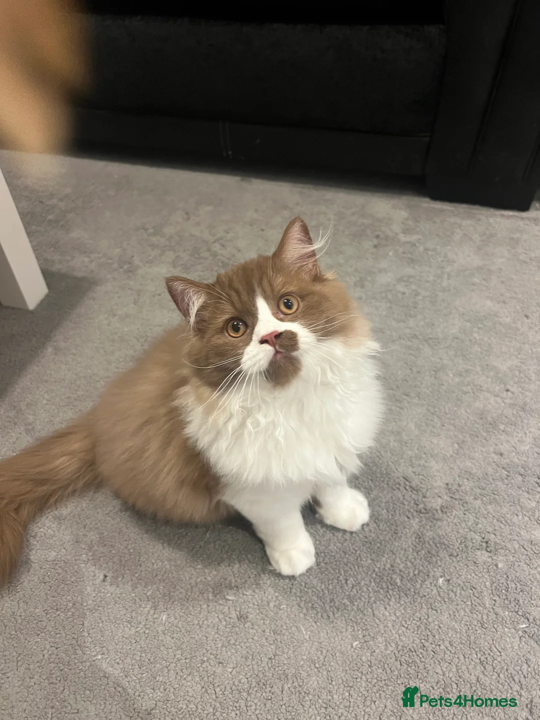 British Longhair cats for stud: British longhair GCCF registered male for stud - Advert 3