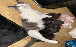 Mixed Breed cats for sale: Female kittens - Image 4