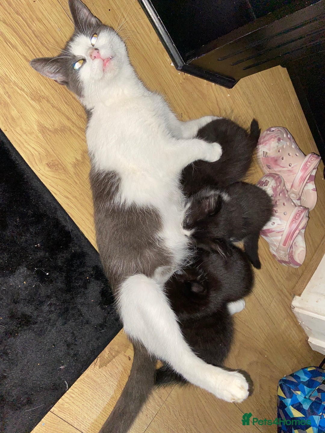 Mixed Breed cats for sale: Female kittens - Image 4