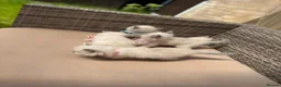 Ragdoll cats for sale: Ragdoll Blue Point  - Advert 3