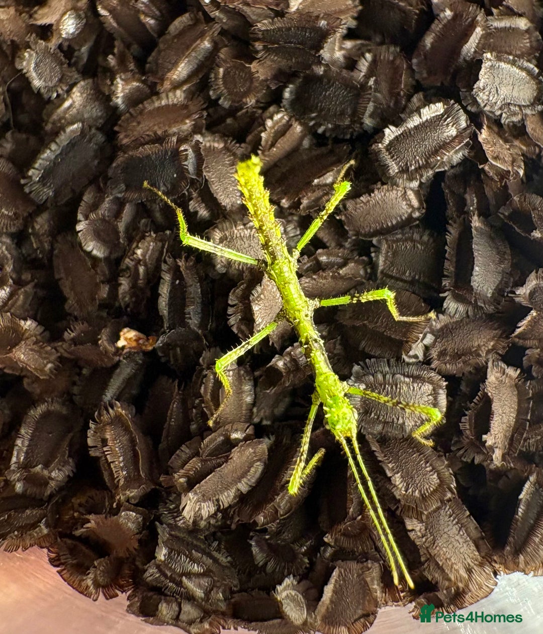 Stick Insects invertebrates for sale: Taraxippus samarae "Siquirres" Stick Insect Nymphs - Advert 6