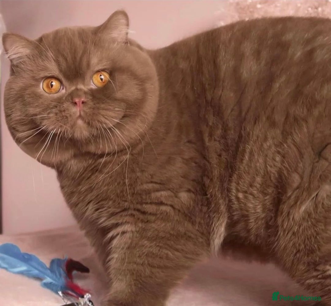 British Shorthair cats for sale: Gorgeous British Shorthair & Longhair Kittens - Advert 18