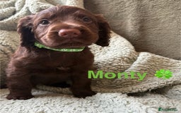 Cocker Spaniel dogs for sale: Cocker spaniel pups - Image 5