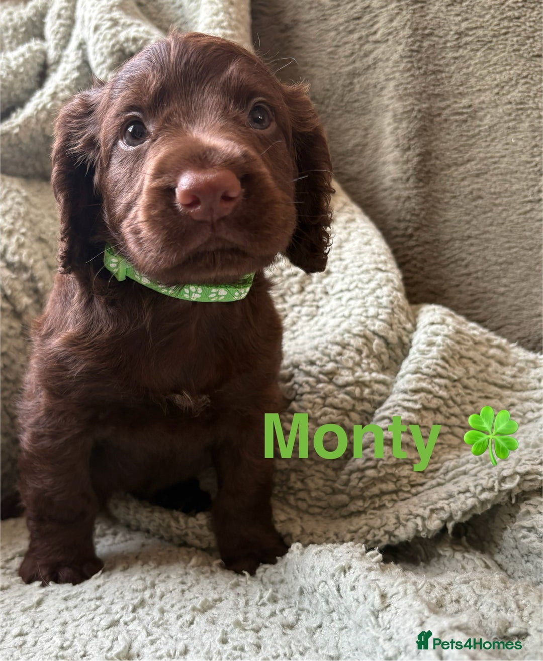 Cocker Spaniel dogs for sale: Cocker spaniel pups - Image 5