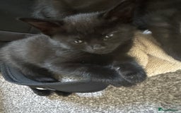 Domestic Shorthair cats for sale: domestic shorthair cats  - Image 2