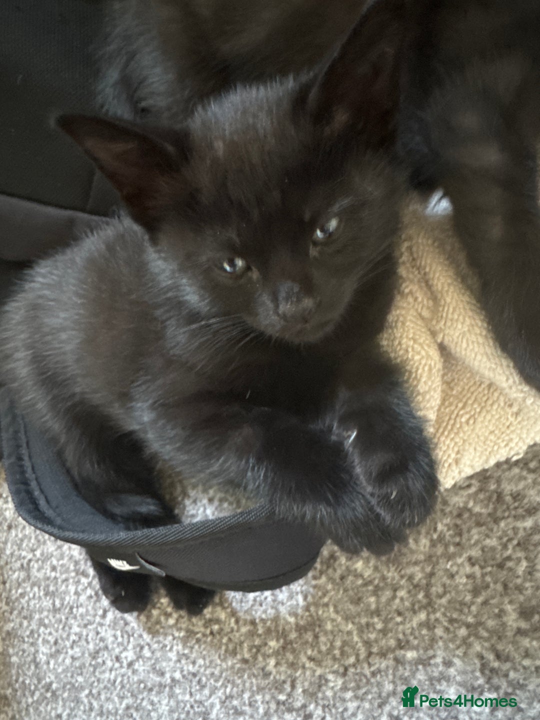 Domestic Shorthair cats for sale: domestic shorthair cats  - Image 2