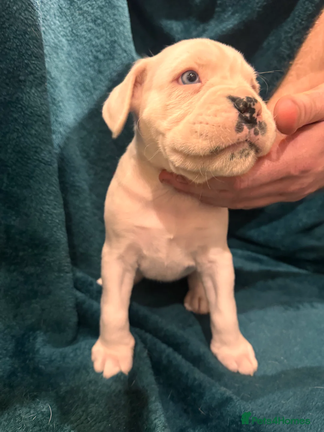 Boxer dogs for sale: Boxer puppies - Advert 20