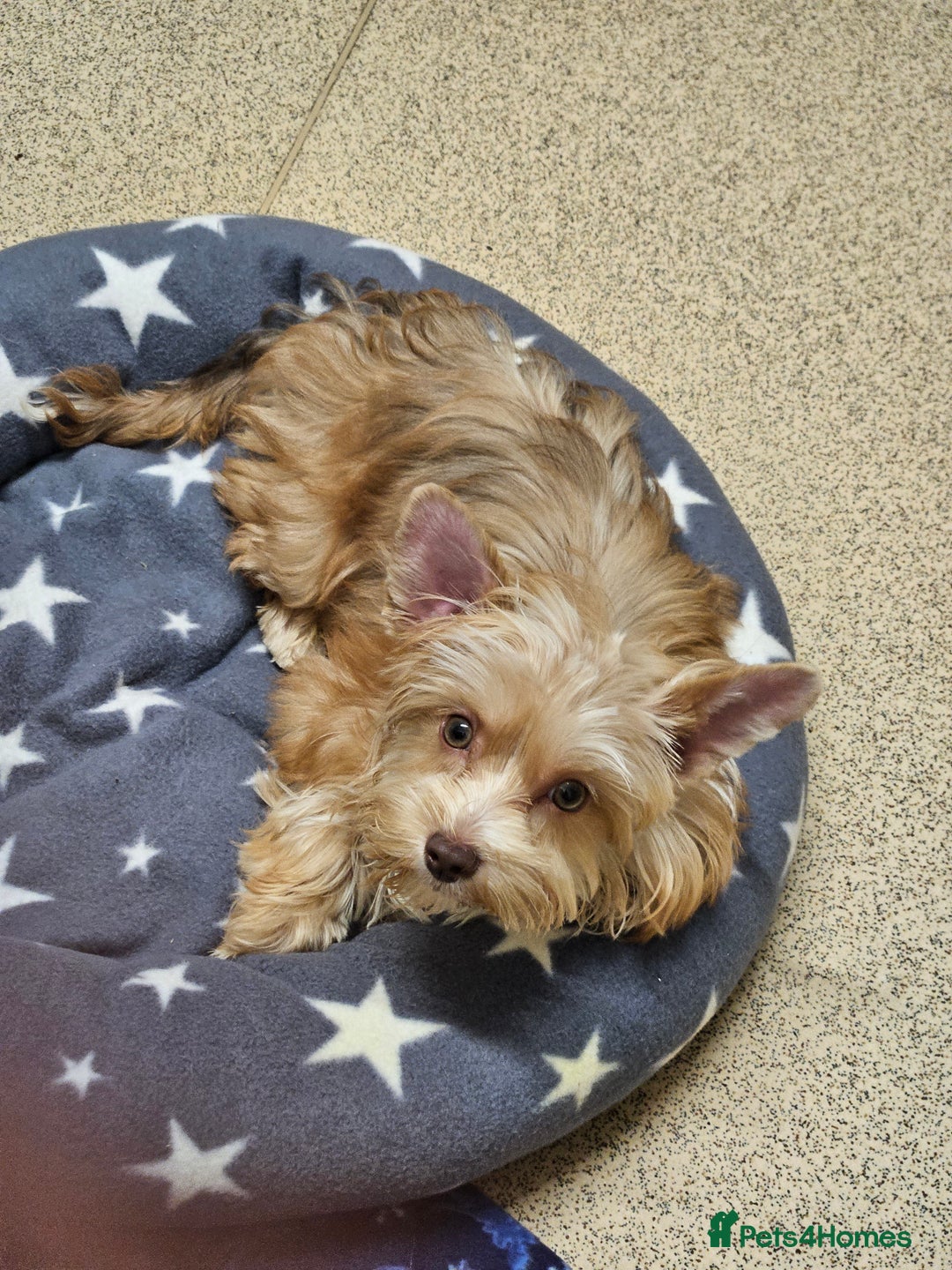 Yorkshire Terrier dogs for sale: Small Blonde Yorkie girl ready now - Advert 5