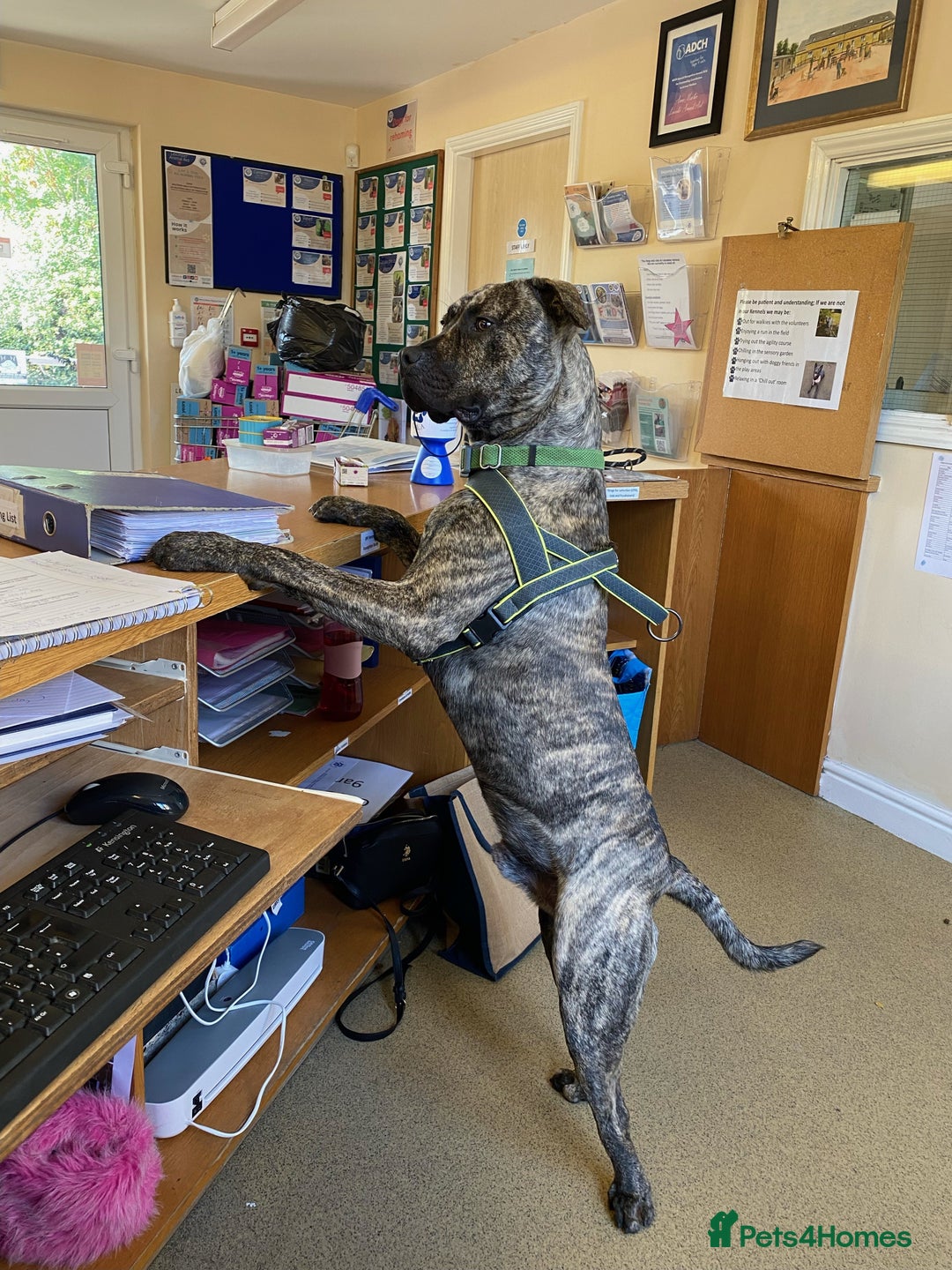 Cane Corso dogs for adoption: Nile  in Leicester - Image 8