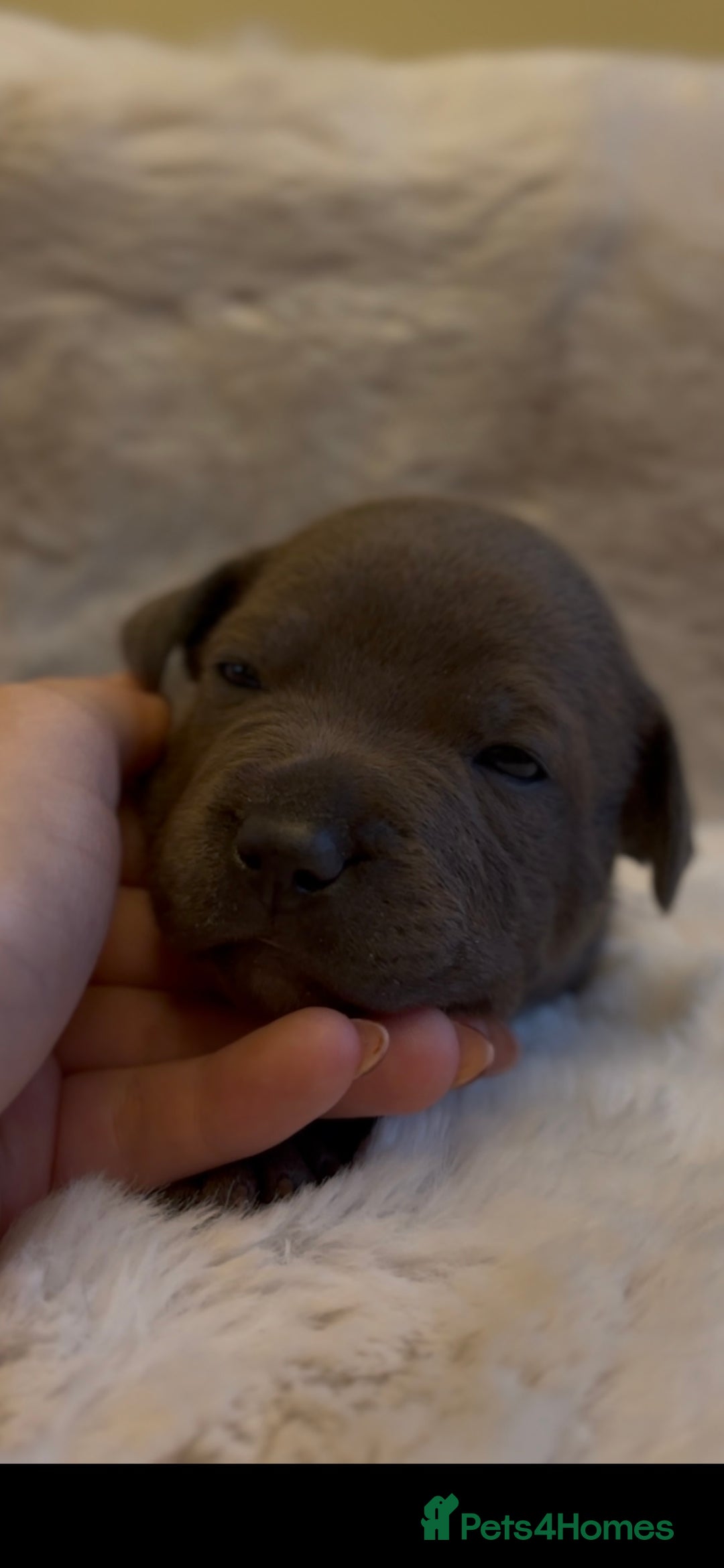 Staffordshire Bull Terrier dogs for sale: Beautiful Staffordshire Bull Terrier Puppies - Image 12
