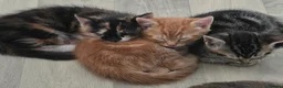 Mixed Breed cats for sale: Mixed breed kittens - Advert 11