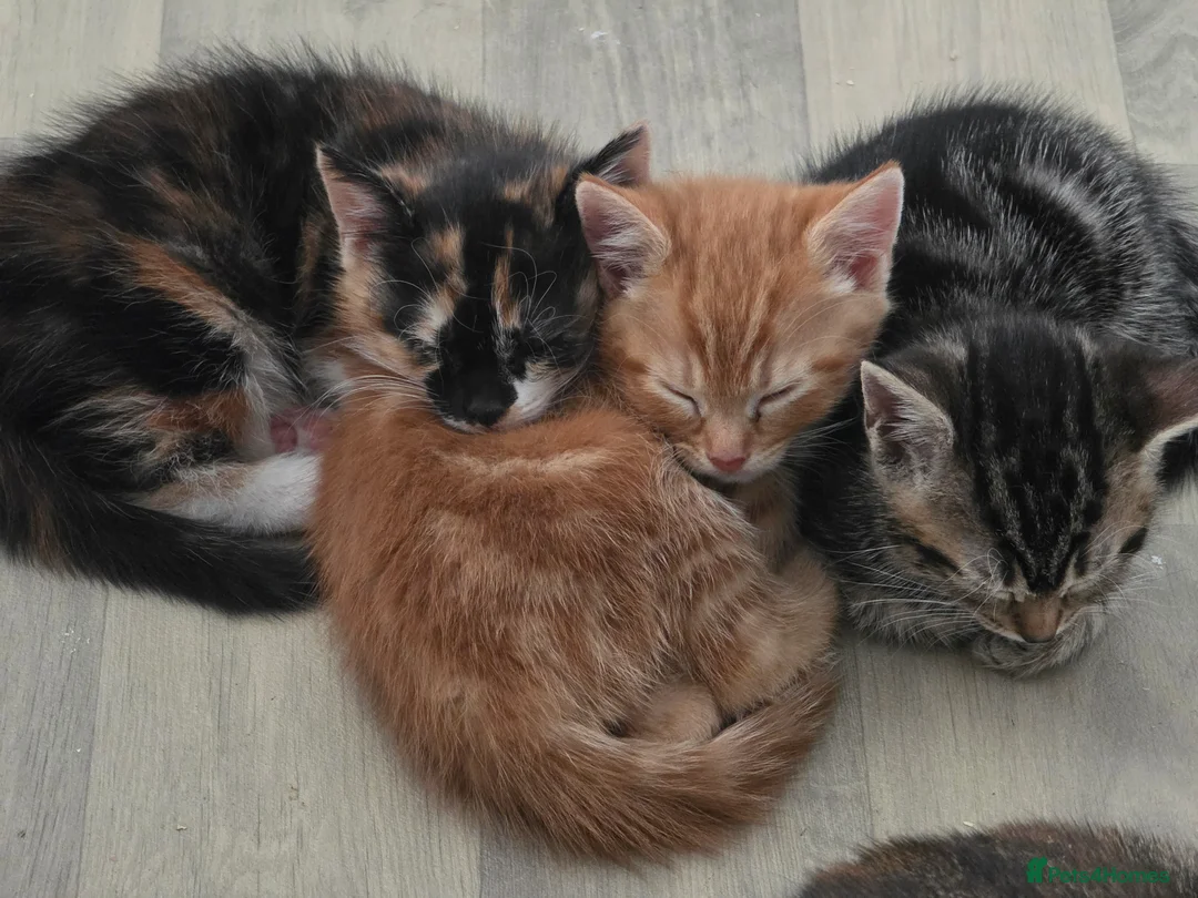 Mixed Breed cats for sale: Mixed breed kittens - Advert 11