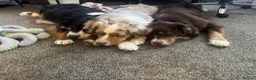 Miniature American Shepherd dogs for sale: 2 x Red Merle Mini American Shepherd Puppy - Boys - Advert 11