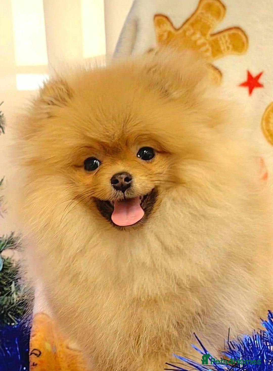 Pomeranian dogs for sale: Beautiful Pomeranian puppies - Advert 10