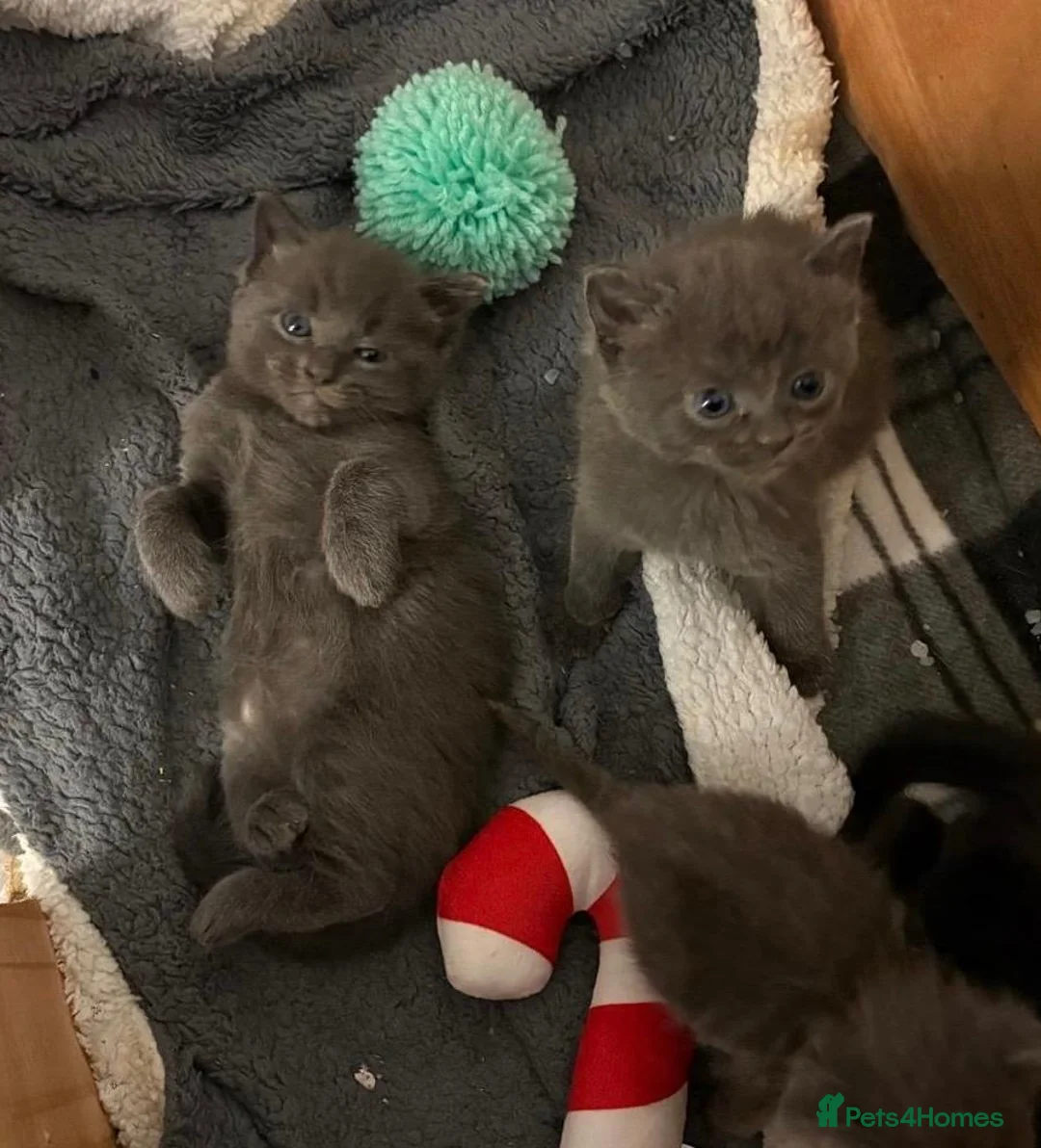 Ragdoll cats for sale: ragdoll x  - Advert 1
