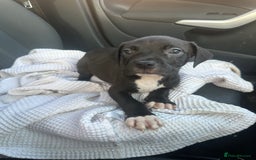 Mixed Breed dogs for sale: Staff x cane corso puppies - Image 29