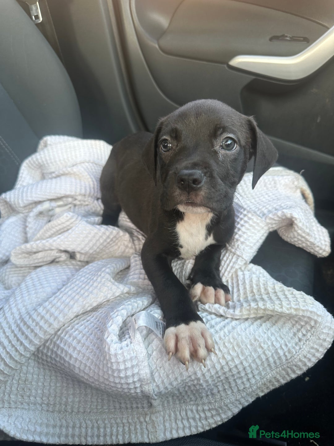Mixed Breed dogs for sale: Staff x cane corso puppies - Image 29