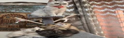 British Shorthair cats for sale: Premium British Shorthair Kittens  - Advert 17