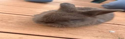 Mixed Breed rabbits for sale: Baby rabbits - Advert 4