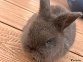 Mixed Breed rabbits Bunny rabbits mixed breed - Advert 6