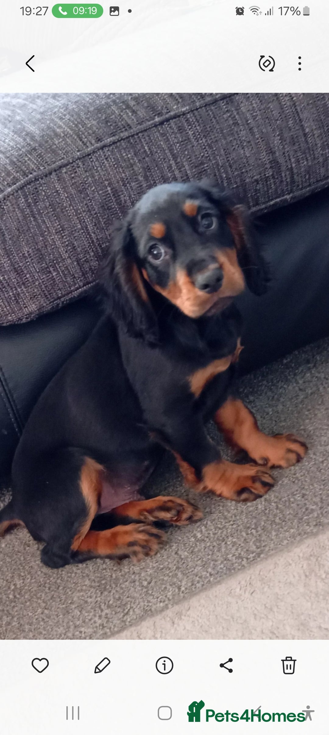 Cocker Spaniel dogs for sale: Cocker spaniel  - Image 2