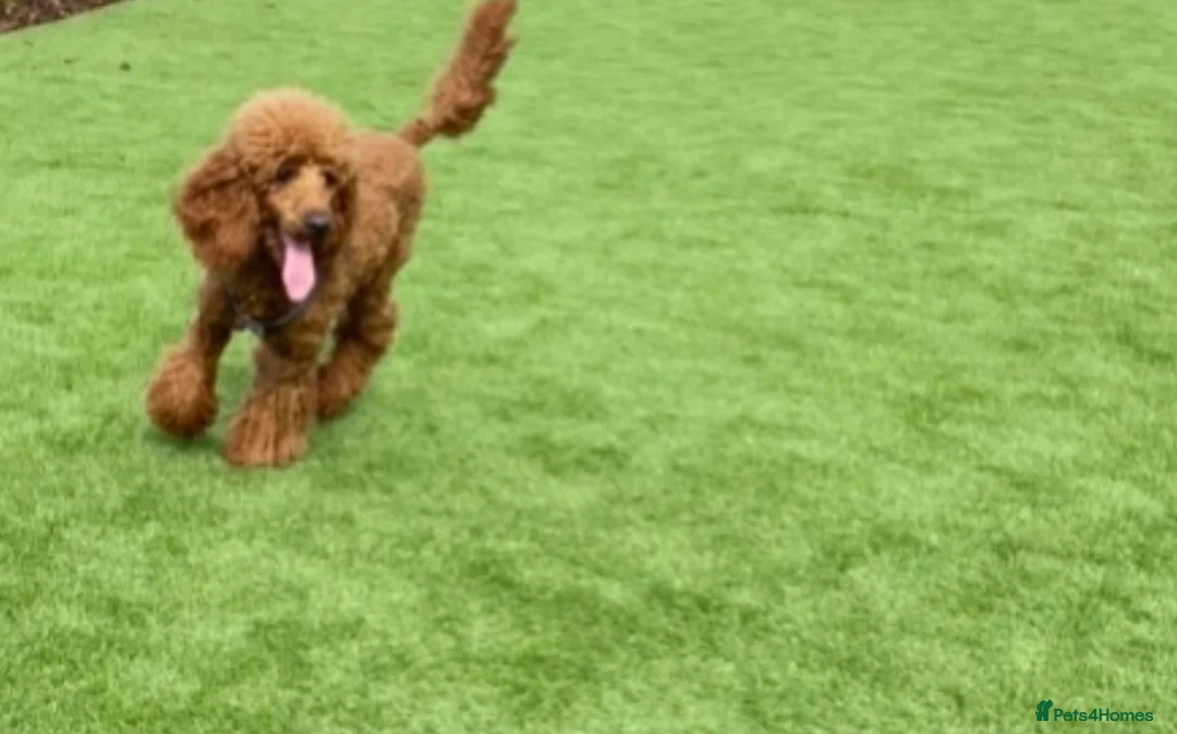 Miniature Poodle dogs for stud: STUD Dark Red Miniature Poodle - Advert 5