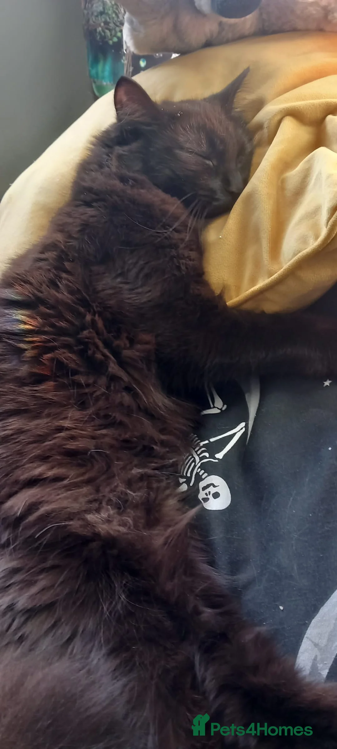 Siberian cats for sale: Fluffy siberian black female. - Advert 3