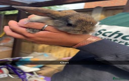 Rex rabbits for sale: Rex cross Mini Lop  - Image 18