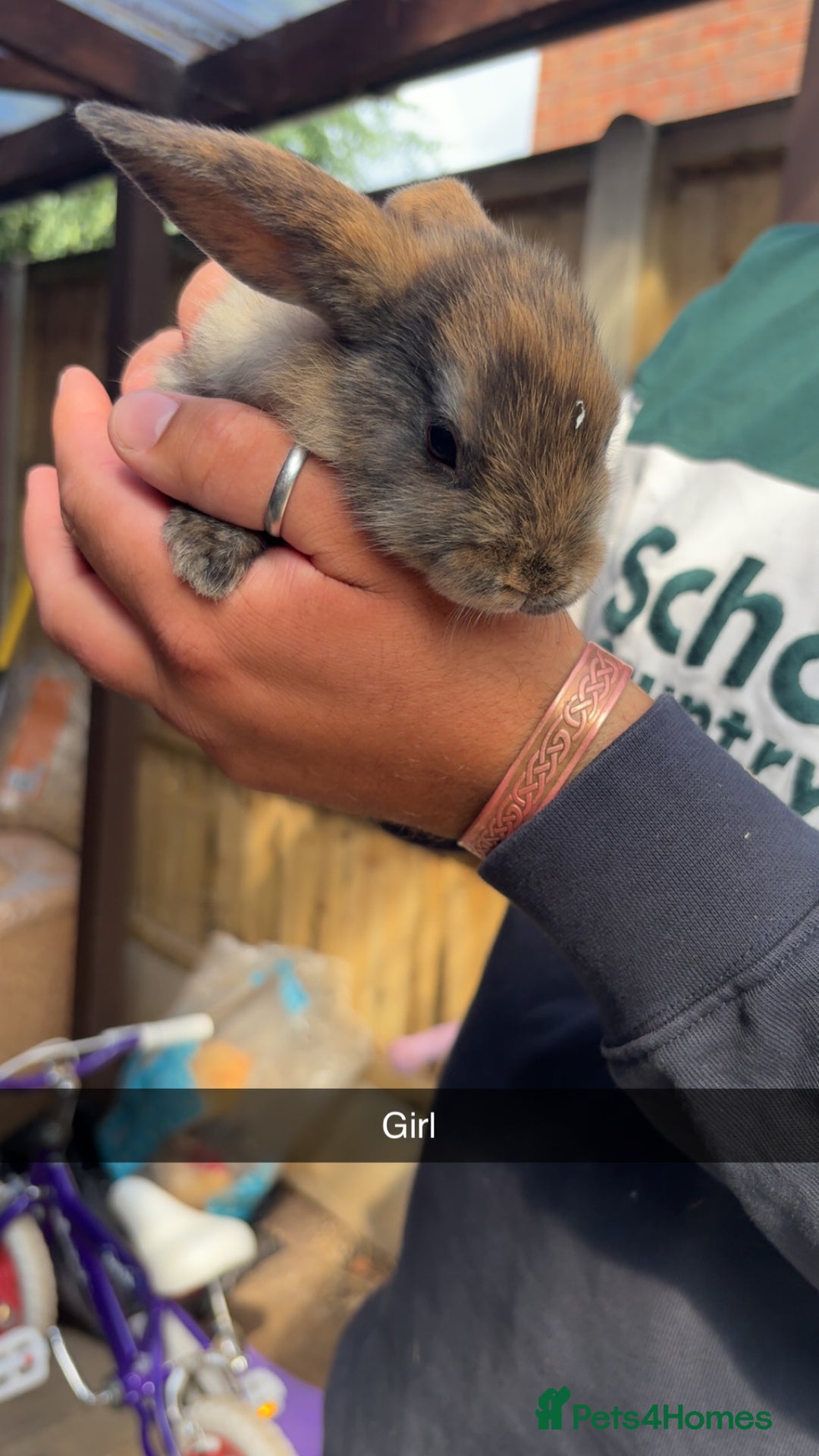 Rex rabbits for sale: Rex cross Mini Lop  - Image 18