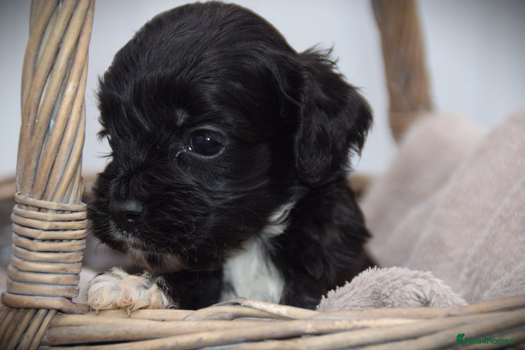 Cockapoo dogs for sale: American cockapoos (yankydoodles)  - Advert 15