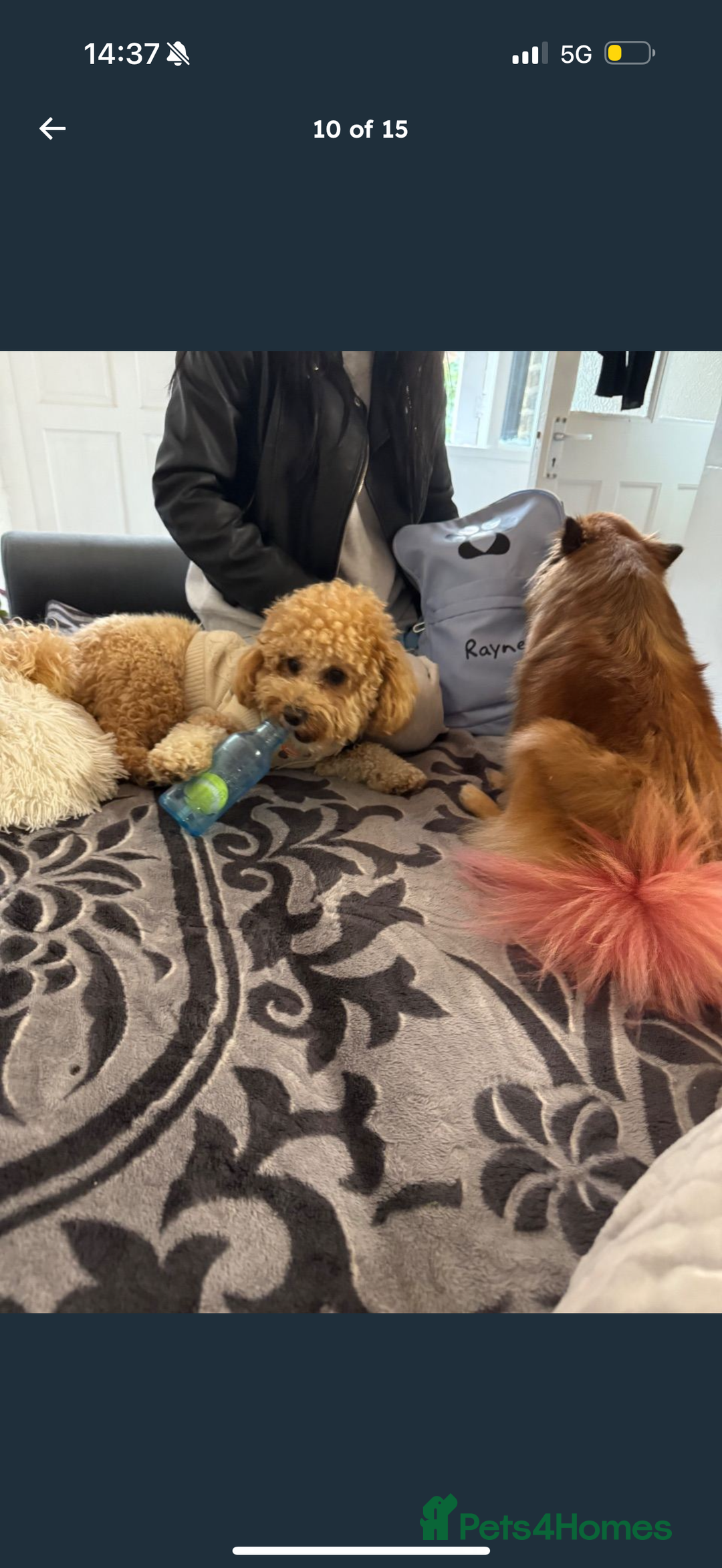 Maltipom dogs for sale: Maltipom puppies  - Advert 10